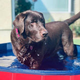 Dog Pool Foldable Dog Swimming Pool and bath